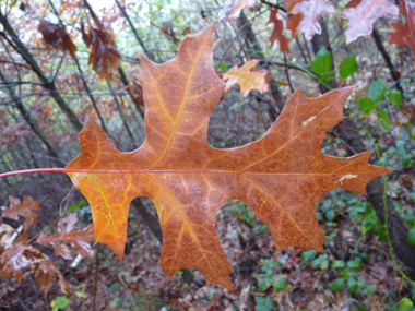 Feuilles découpées dont la face supérieure est plus luisante que chez le chêne rouge et prennant une teinte rouge écarlate à l'automne puis devenant marron juste avant de tomber. Agrandir dans une nouvelle fenêtre (ou onglet)